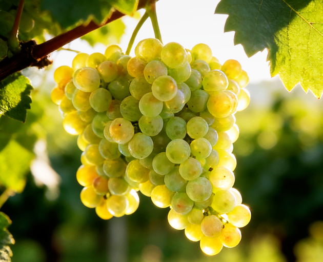 Alvarinho