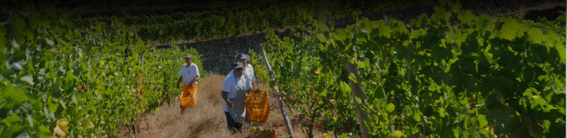 Vindima na Quinta da Castanheira — Terroir 1000 Curvas