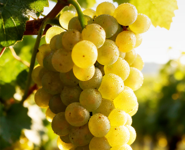 Chardonnay